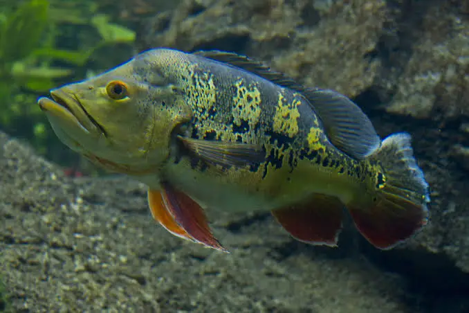 Peacock Bass (Cichla ocellaris) - En Büyük Balık Türü